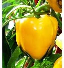 Mixed Capsicum Capsicum spp. seeds for planting